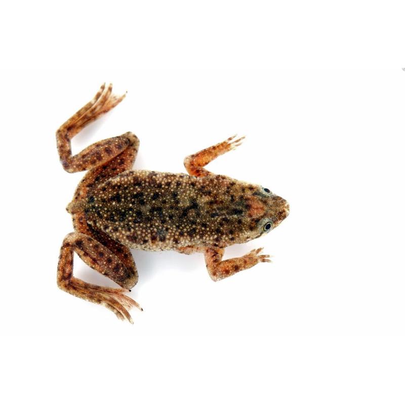 Broasca Hymenochirus boettgeri Zaire dwarf clawed frog - imagine 4